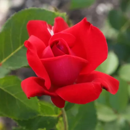 Hotell Brattrein - Unike Notodden